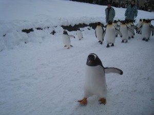 ペンギンのお散歩タイム