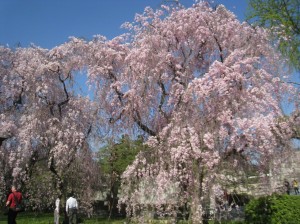 京都・二条城のしだれ桜
