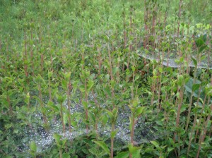 朝露に濡れる草花