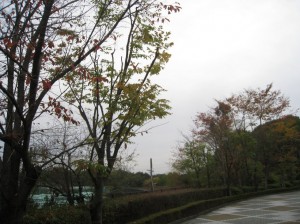どんより天気でも映える紅葉 (大阪府枚方市)