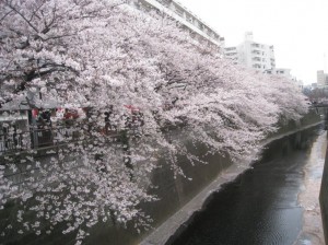目黒川沿いの桜並木