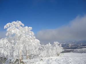 昨日の降雪でできた樹氷