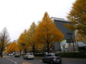 仙台青葉通りの黄葉