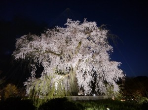 円山公園の一本桜